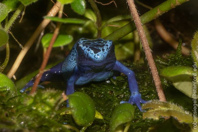 California Academy of Science 2021